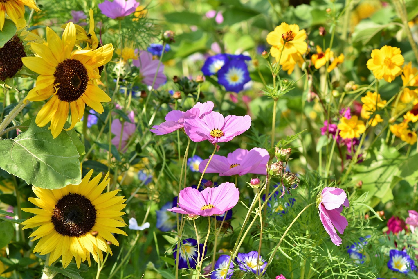 Changes to Biodiversity Net Gain (BNG) Regulations Come into Force on 6 August 2026